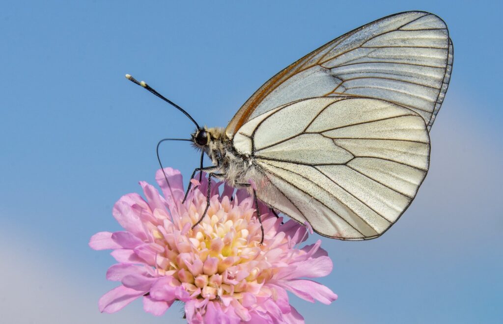 White butterfly resting on a pink flower against a blue sky