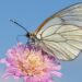 White butterfly resting on a pink flower against a blue sky