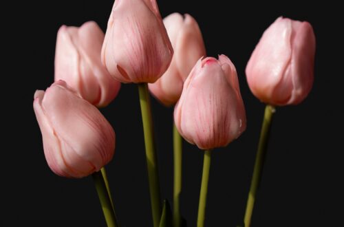 Pink tulips beginning to bloom, symbolizing personal growth, intentional choices, and becoming the person you are creating one decision at a time.