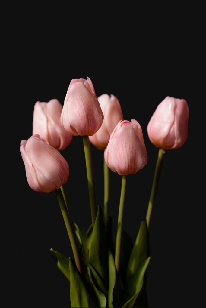 Pink tulips beginning to bloom, symbolizing personal growth, intentional choices, and becoming the person you are creating one decision at a time.