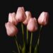 Pink tulips beginning to bloom, symbolizing personal growth, intentional choices, and becoming the person you are creating one decision at a time.