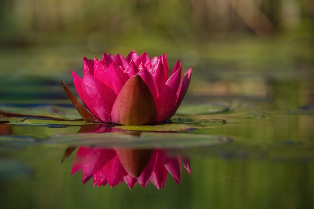 Pink lotus flower blooming on a calm pond