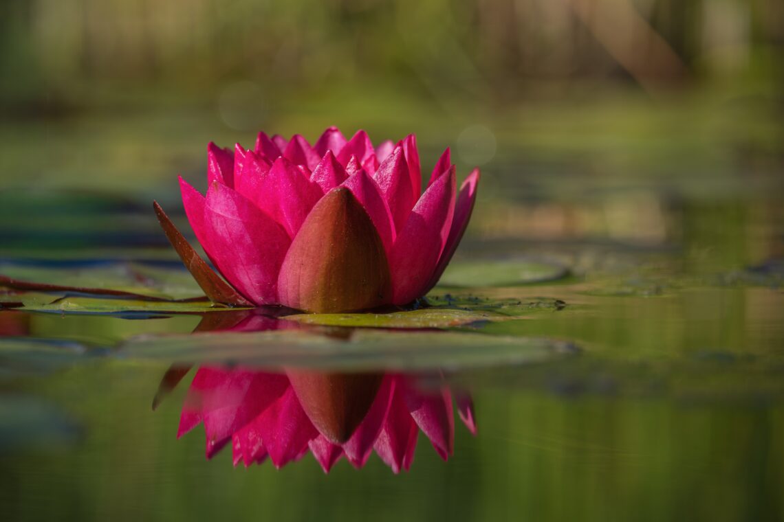 Pink lotus flower blooming on a calm pond