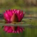Pink lotus flower blooming on a calm pond