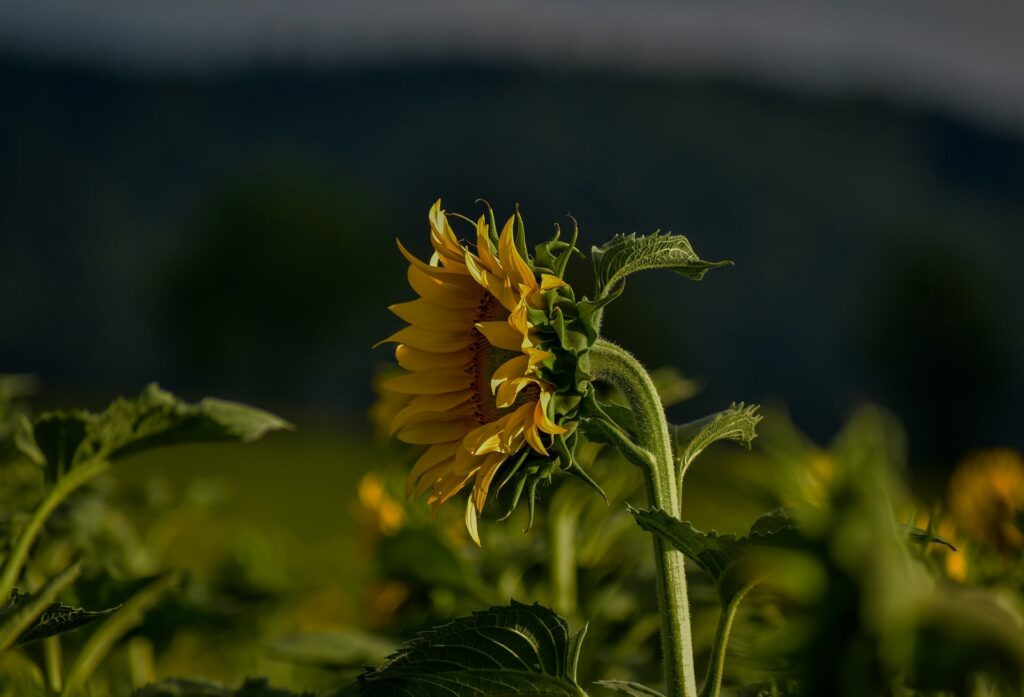 Sunflower bending in warm sunlight