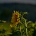 Sunflower bending in warm sunlight