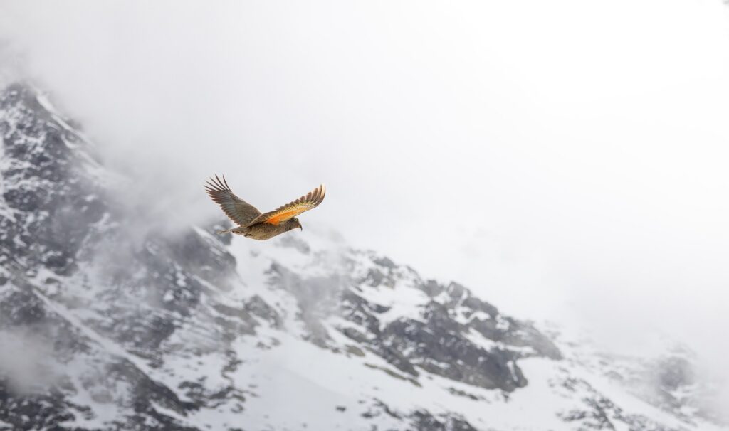 Bird flying over snow-covered mountains