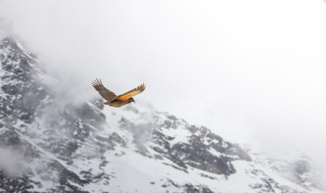 Bird flying over snow-covered mountains