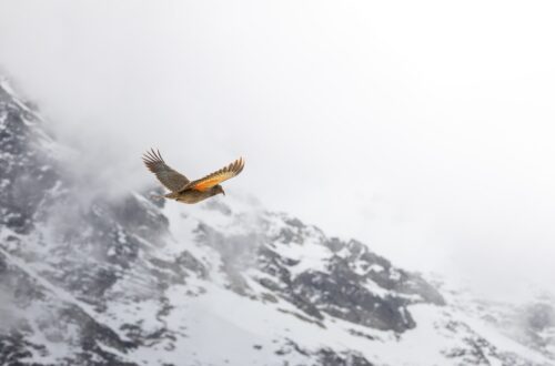 Bird flying over snow-covered mountains