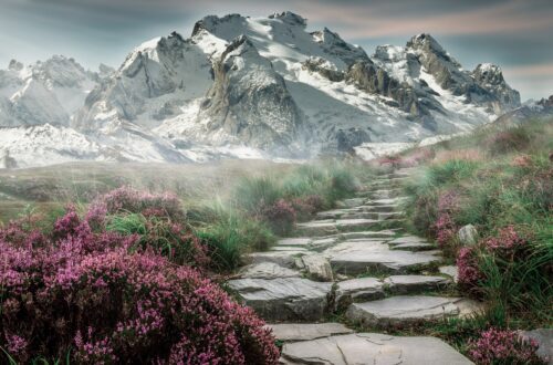 Stone pathway winding through purple wildflowers toward snow-covered mountains.