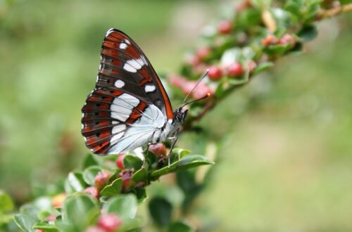 Butterfly resting on a flowering plant