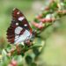 Butterfly resting on a flowering plant