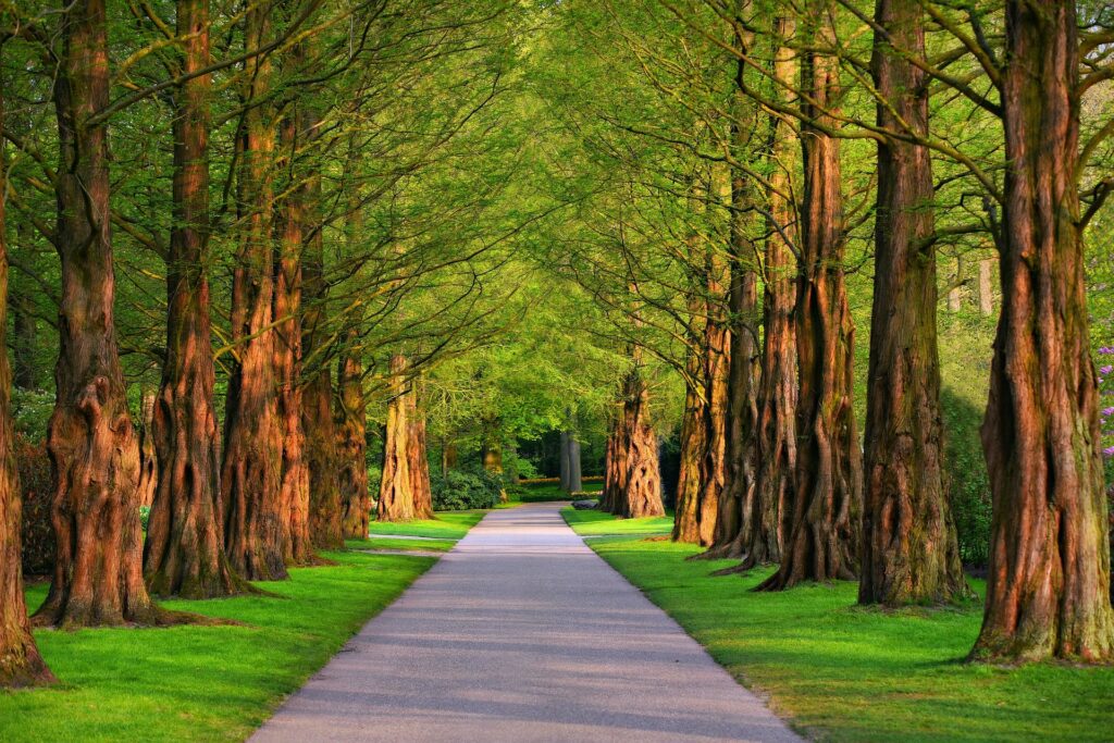 A peaceful paved pathway lined with tall green trees and sunlight filtering through the branches.