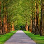 A peaceful paved pathway lined with tall green trees and sunlight filtering through the branches.